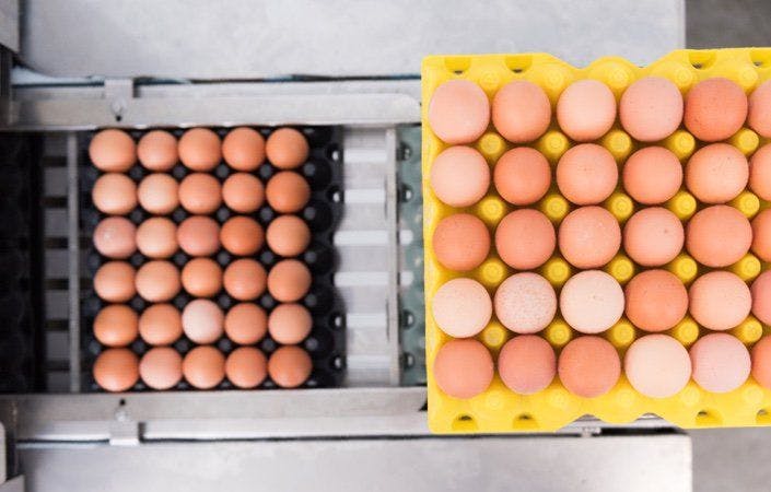 A rack of eggs ready to be washed at the Organic Valley production facility.