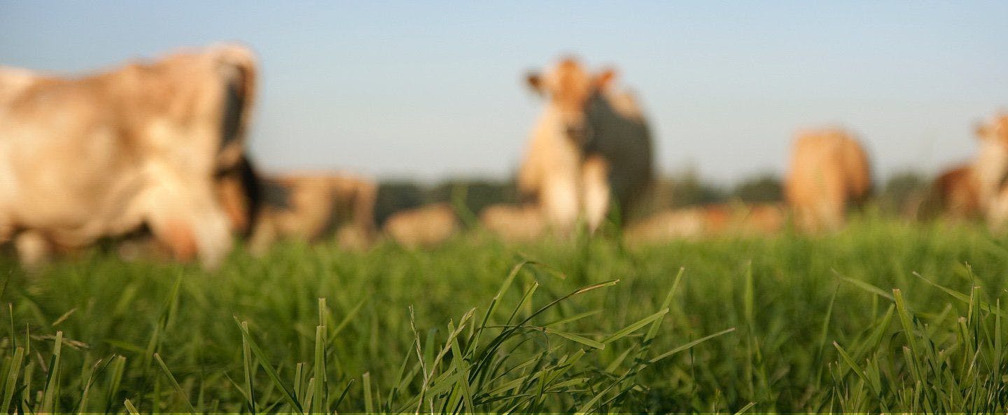 Cows out of focus standing in a pasture field.