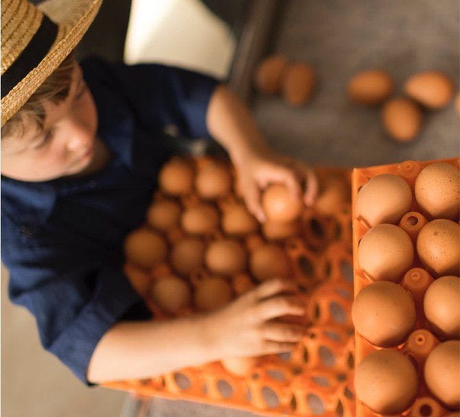 A little boy sorting eggs.